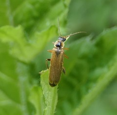 Cantharis decipiens