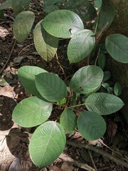 Limacia scandens