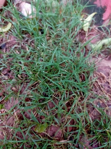 Bermuda grass