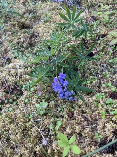 Lupinus arcticus, photograph 6