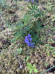 Lupinus arcticus, photograph (c) Jason Birch, some rights reserved (CC BY)