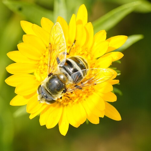 Yellow-shouldered Drone Fly