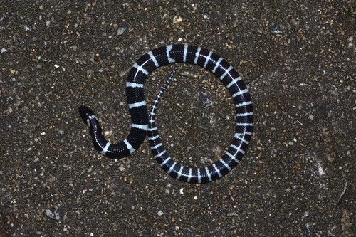 Many-banded Krait