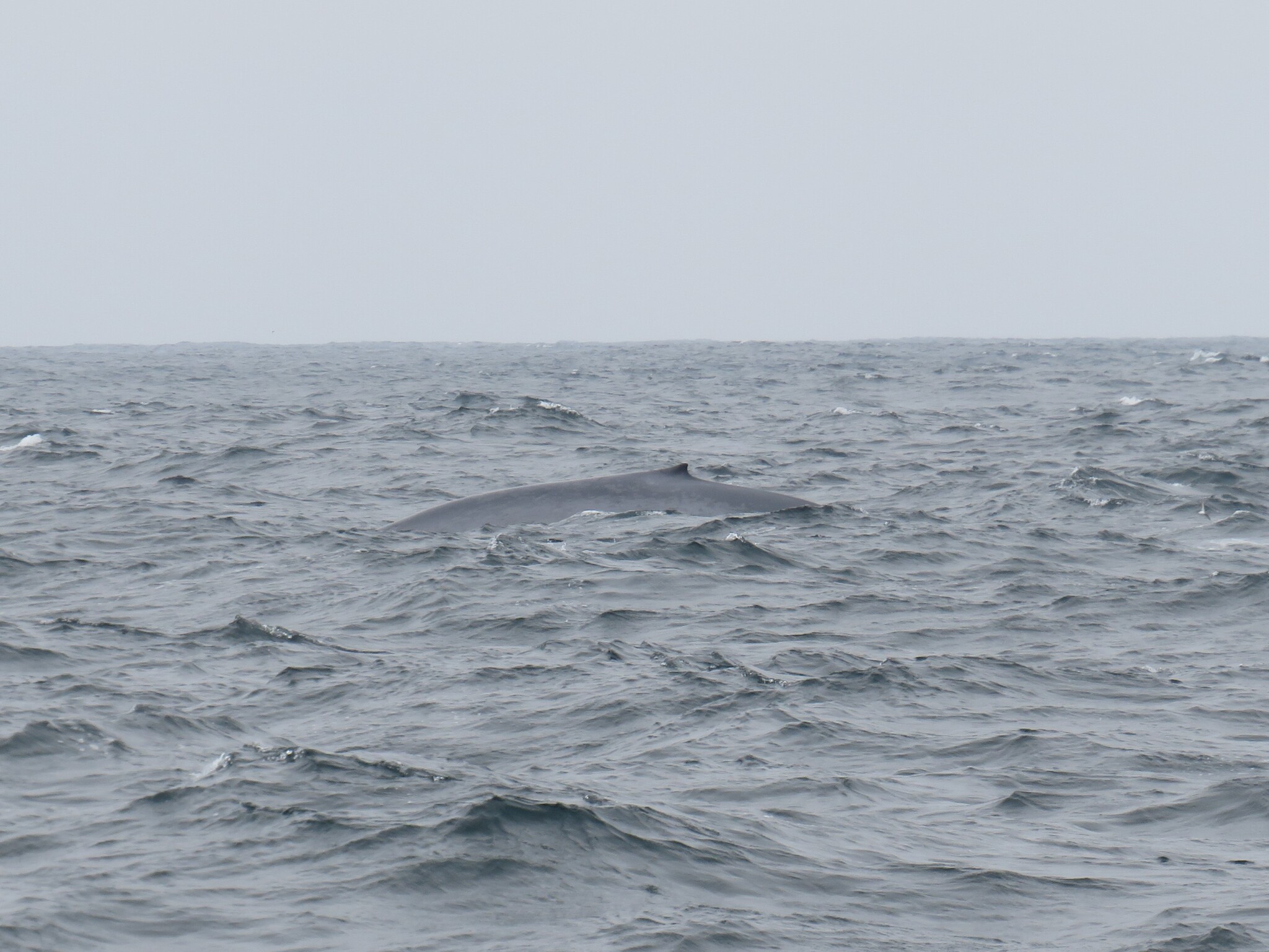 Balaenoptera musculus