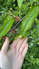 Prunus avium