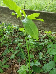 Arisaema dracontium