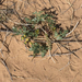 Plains Cymopterus - Photo (c) Audrey Morris, some rights reserved (CC BY-NC), uploaded by Audrey Morris