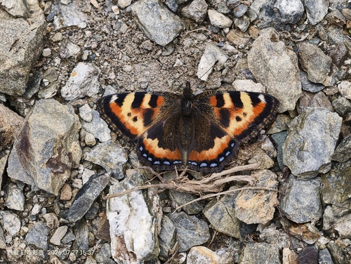 Ladakh Tortoiseshell