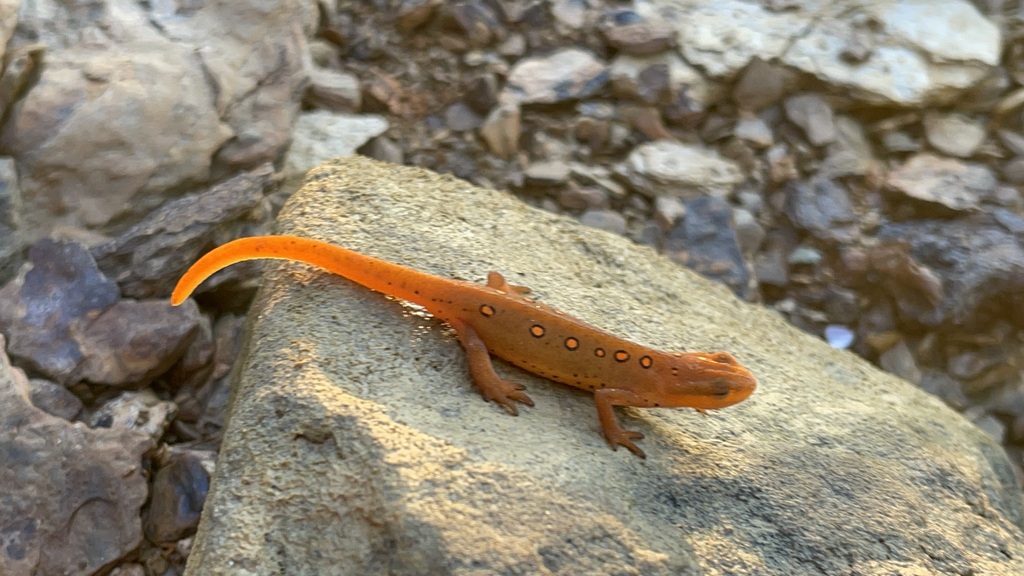 Orange Eastern Newt eft crossing pale stream stone