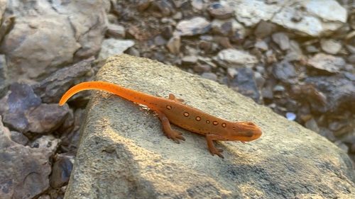 Eastern Newt eft stretched across a cream-gray stream stone