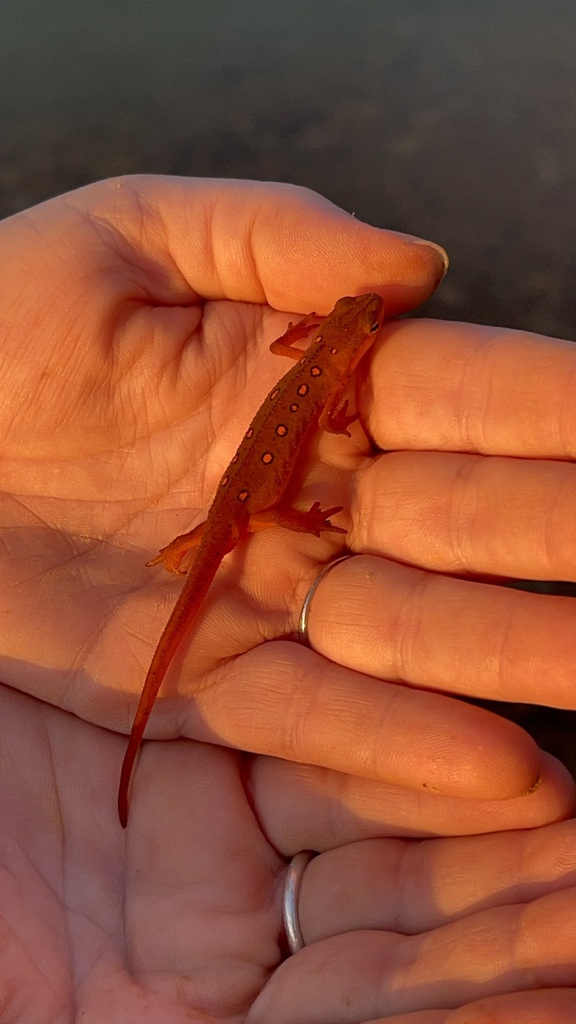 Hand-held view showing the small scale of an Eastern Newt eft