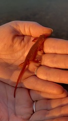 Hand-held view showing the small scale of an Eastern Newt eft