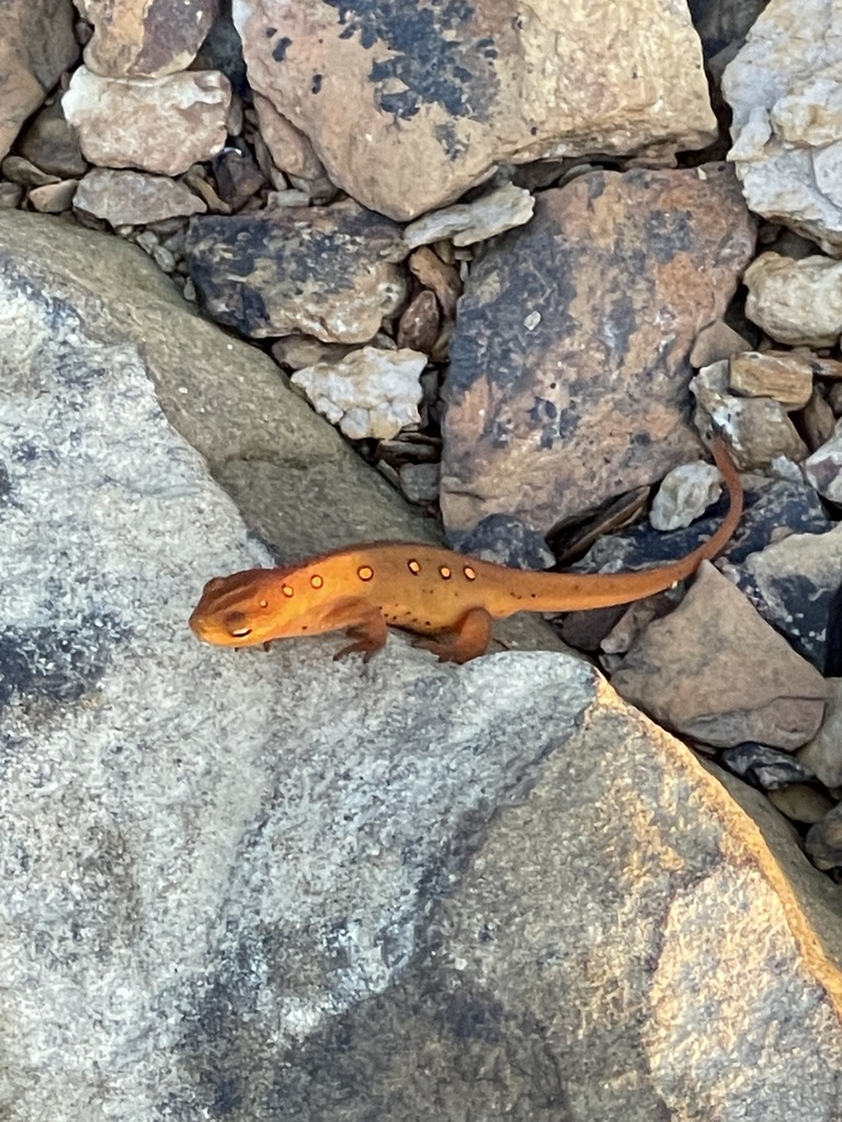 Eastern Newt eft with a curling tail among stones