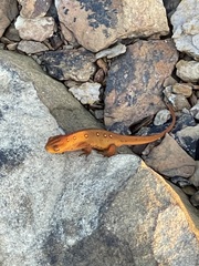 Eastern Newt eft with a curling tail among stones