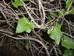 Zehneria scabra