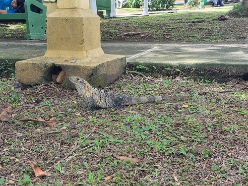 Black Spiny-tailed Iguana