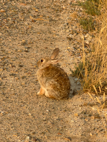 Mountain Cottontail