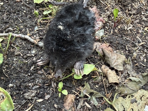 Star-nosed Mole observed by gracew_