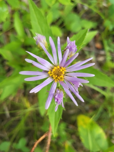 Showy Aster