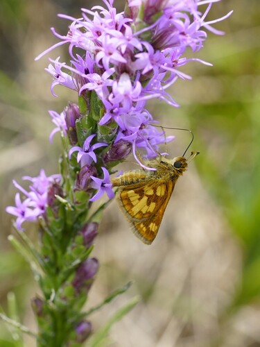 Peck's Skipper