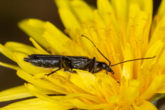 Oedemera atrata