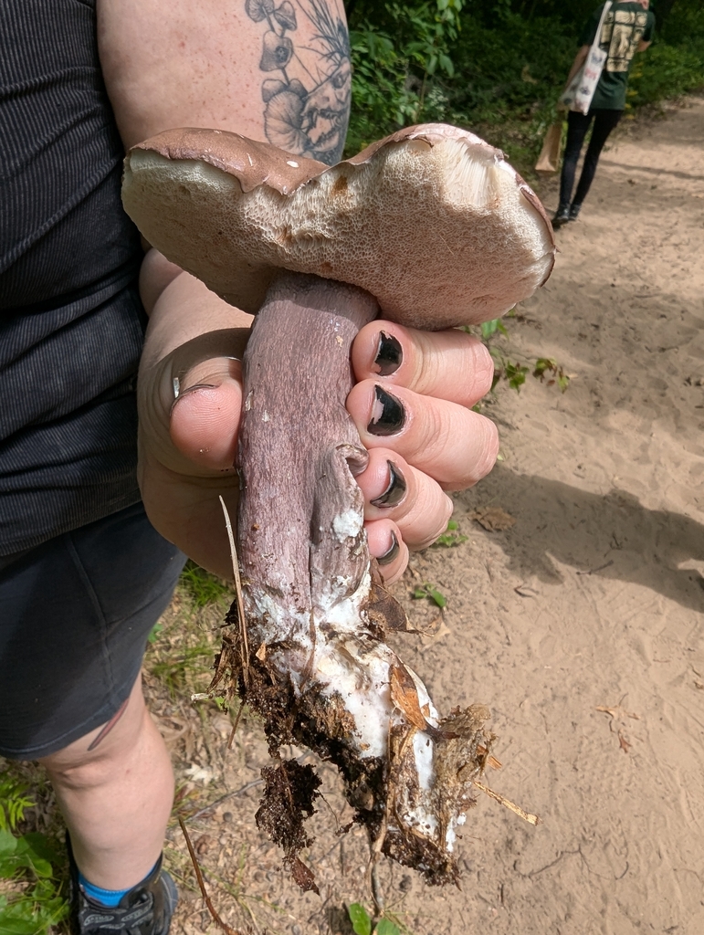 Violet Gray Bolete · August 2026 · photo: Photo: (c) Robert M Hallock, some rights reserved (CC BY) · iNaturalist