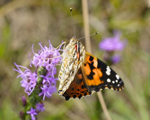 Painted Lady