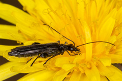 Oedemera atrata