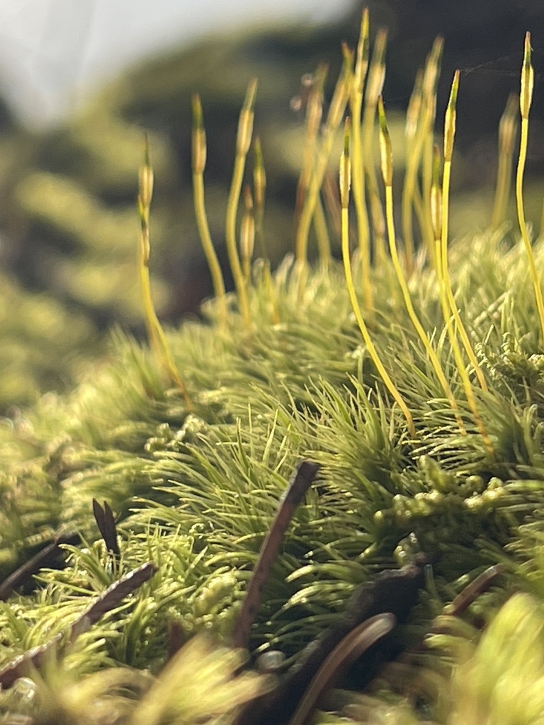 Broom Forkmoss — lead field view