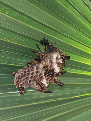 Unstable Paper Wasp