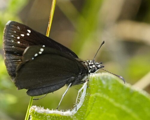 Common Sootywing