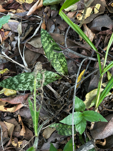 Monk Orchid