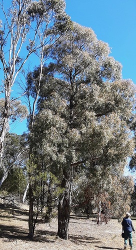 Eucalyptus nicholii, 2026-08-07