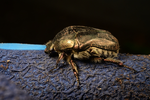 Protaetia neglecta