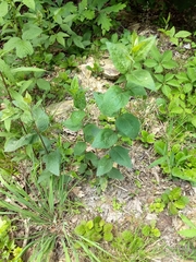 Ceanothus americanus americanus