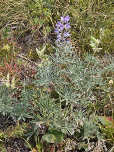 Lupinus sericeus, photograph 5