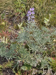 Lupinus sericeus, photograph author not stated, no rights reserved