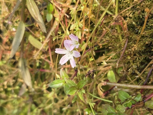 Montia parvifolia, photograph 6
