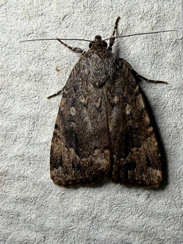 American Copper Underwing (Amphipyra pyramidoides)