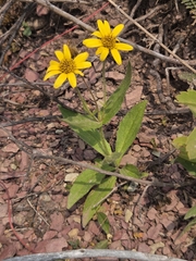 Arnica lanceolata, photograph Craig Martin, CC0, iNaturalist via GBIF