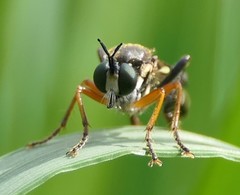 Dioctria rufipes