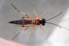 Diplazon pectoratorius
