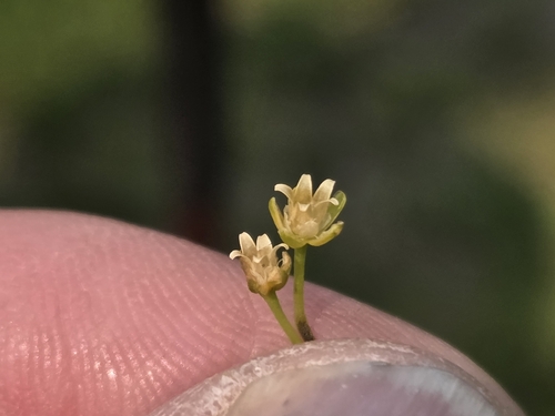 Sagina saginoides, photograph 3