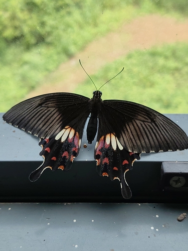 Common Mormon