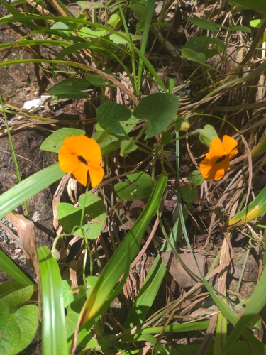 Black-eyed Susan vine