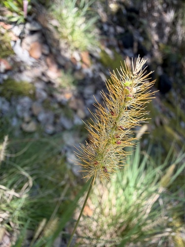 Setaria parviflora observed 2026-08-08