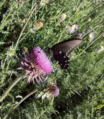 Pipevine Swallowtail