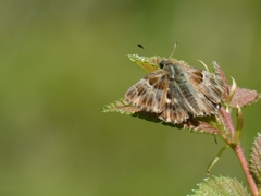 Muschampia floccifera