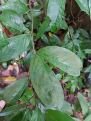 Cynometra cauliflora