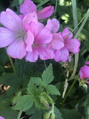 Geranium × oxonianum